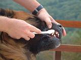 BROSSAGE DENTS 044